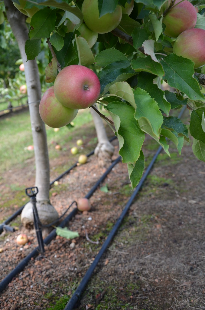 DSC_0370 Irrigation in apple orchard WA Mar 2015 Apple and Pear