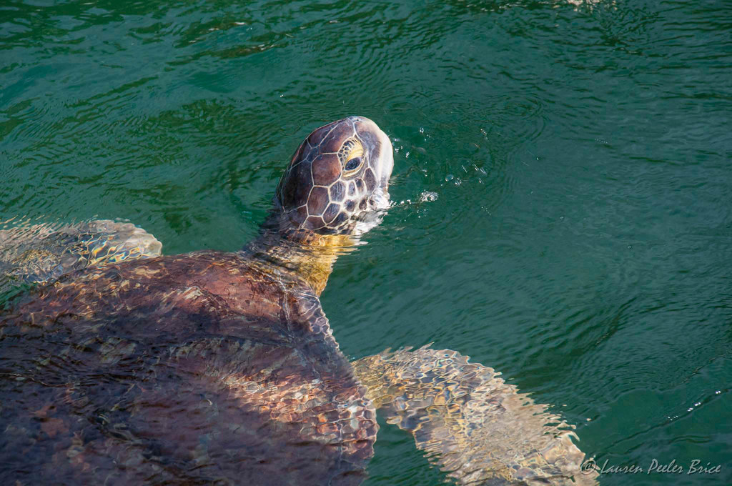 Green Sea Turtles, Turtle Hospital Marathon, FL Marathon