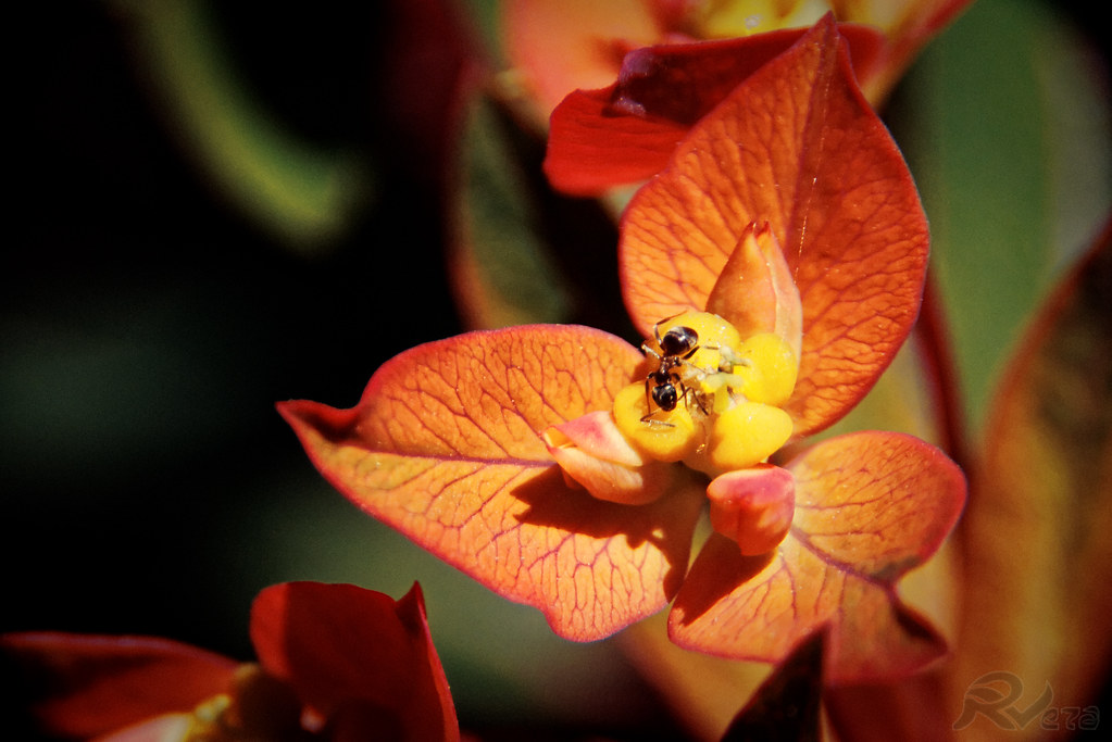 Ants also love flowers Ants also love flowers, but not for… Flickr