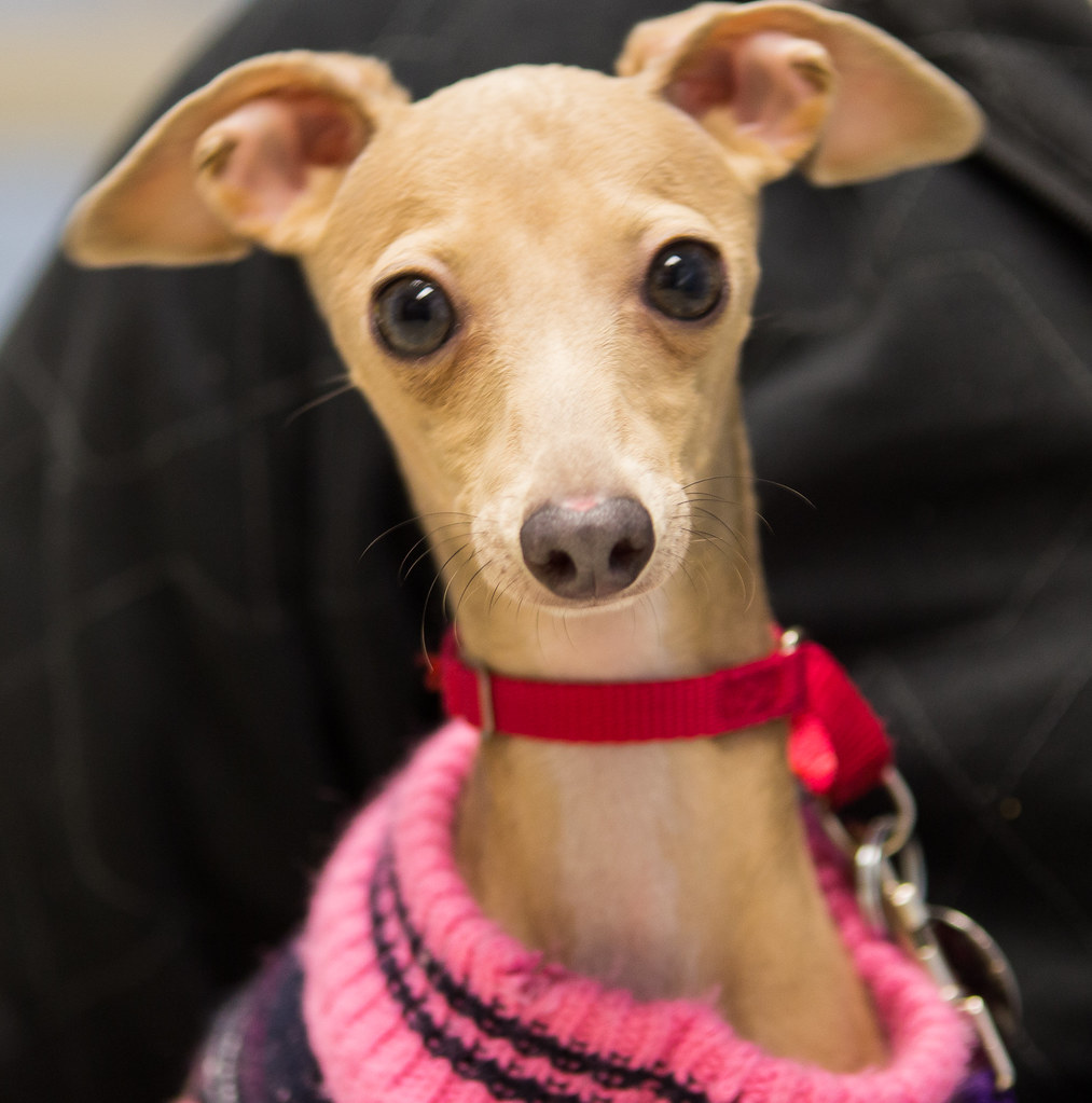 Wiggles Lowell Humane Society Flickr