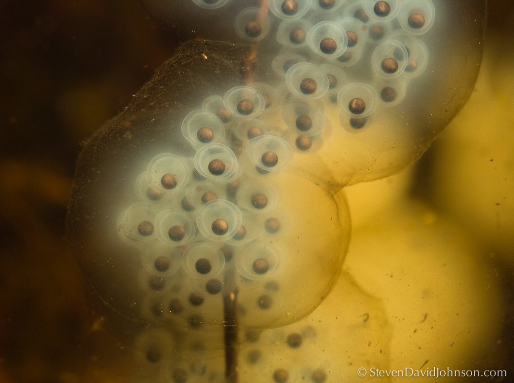 Spotted Salamander eggs in a pond in Augusta County, Virgi… Flickr