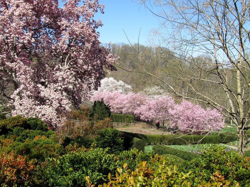 2015 Dumbarton Park n Cherry B Flickr