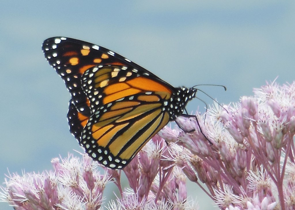 Monarch Butterfly, Pennsylvania's Grand Canyon, Pine Creek… Flickr