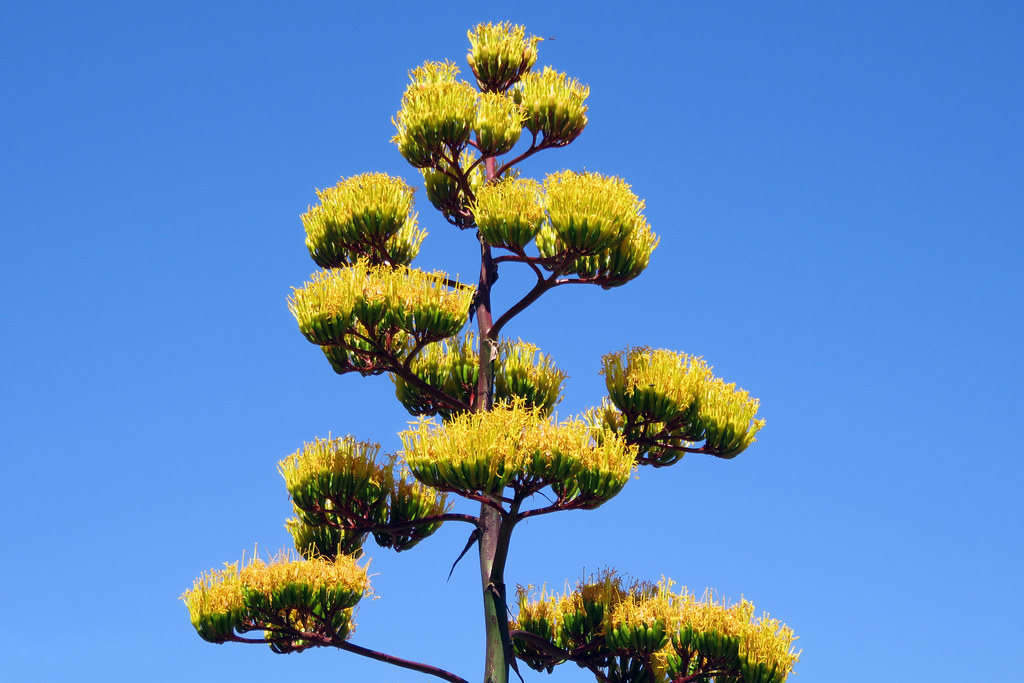 Agave Blooms This Desert Plant Only Blooms Every 25 years Richard