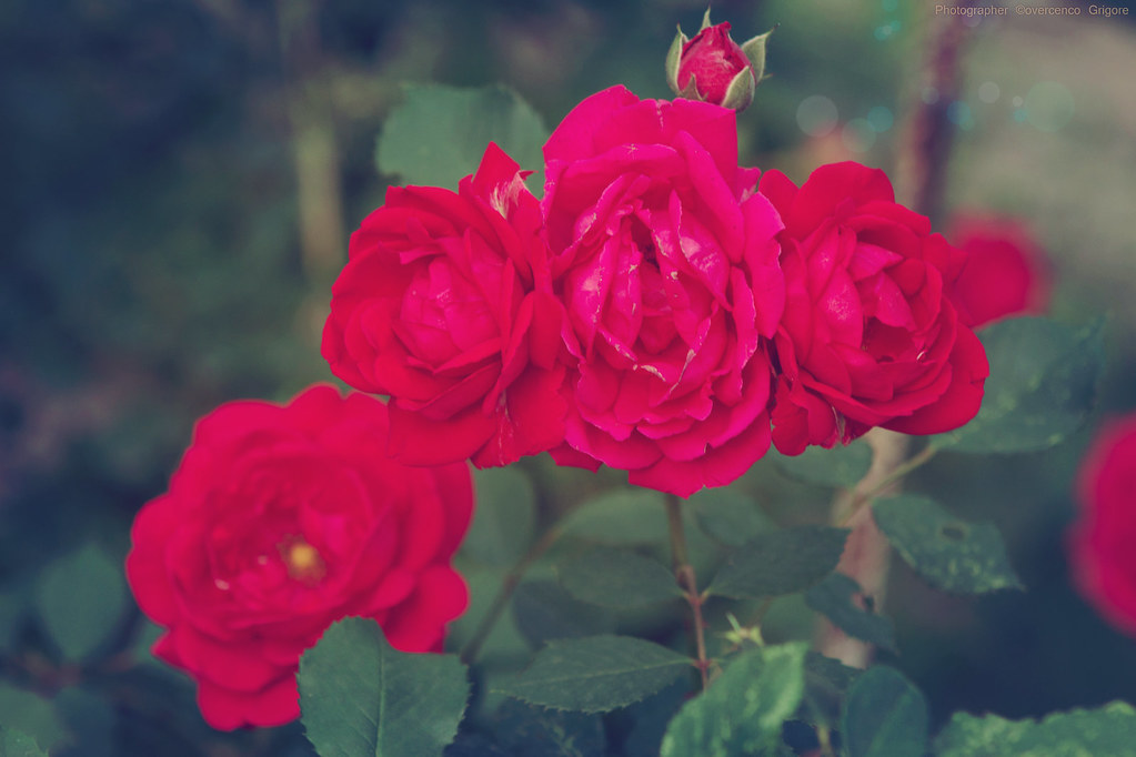 The wild rosebriar They are not long, the days of wine an… Flickr