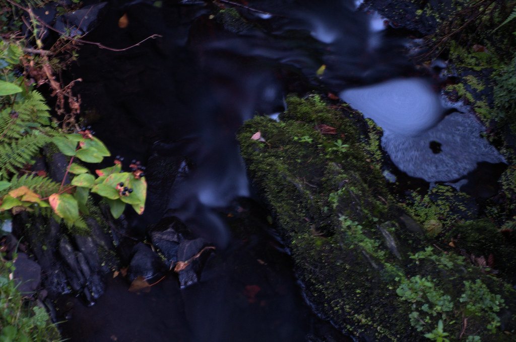 Strickland's Glen, Bangor, Co. Down www.bangorwestconserva… Flickr