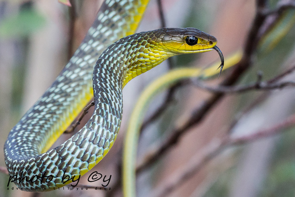 The Australian green tree snake (Dendrelaphis punctulata) Flickr