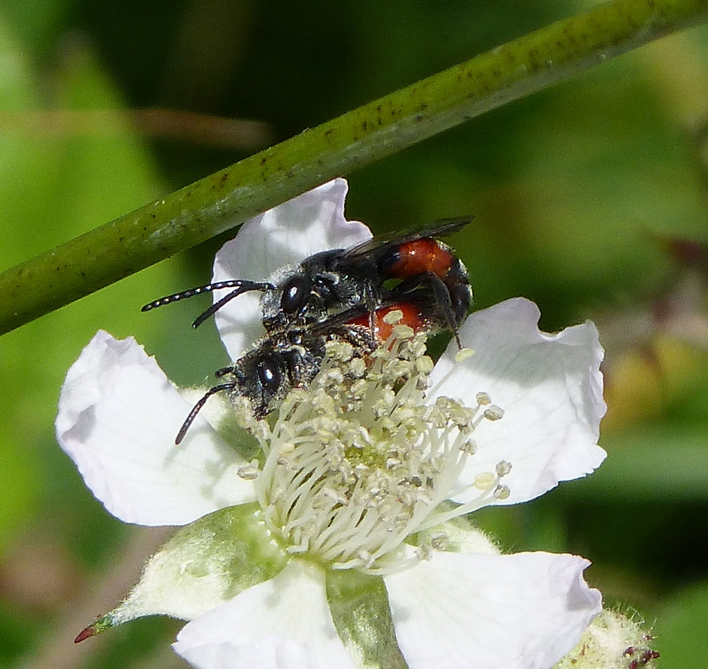 Blood Bees. Mating. Sphecodes species Castlemorton Common,… Flickr