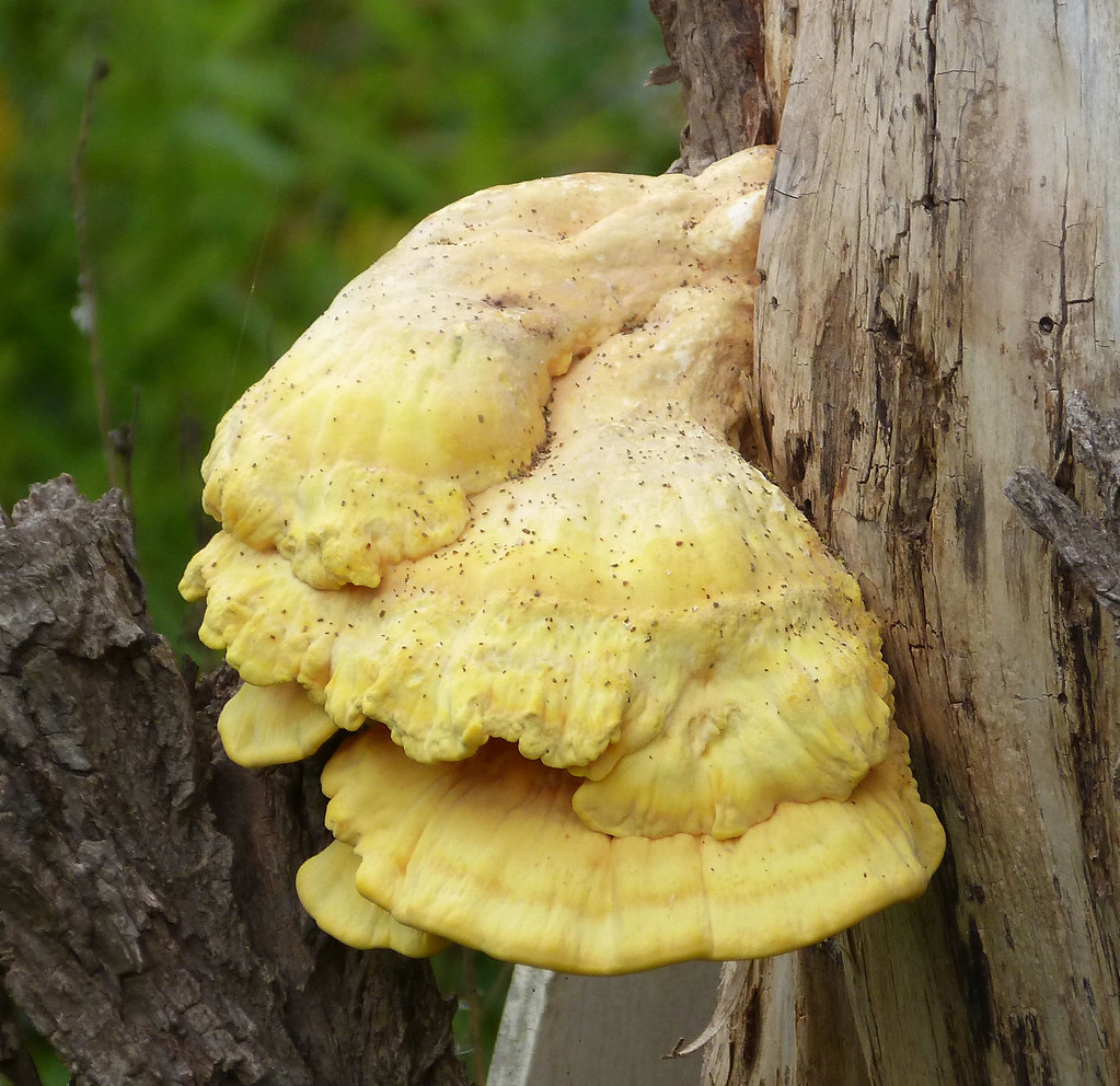 Sulphur Polypore or 'Chicken of the Woods'. Laetiporus sul… Flickr
