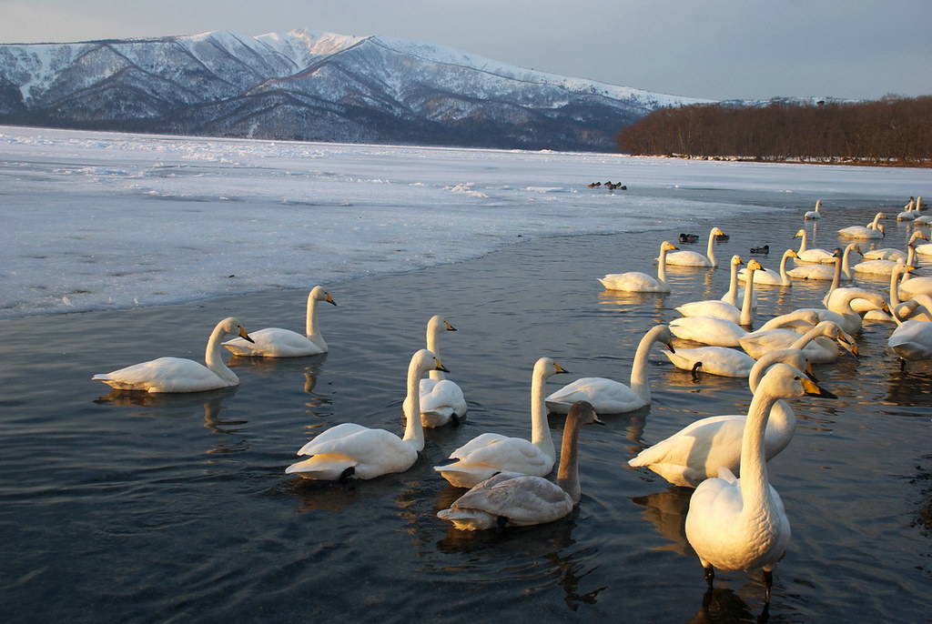 055天鵝屈斜路湖砂湯阿寒國立公園北海道 小巨人看世界 Flickr