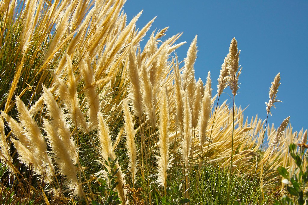 Planta Del Desierto. Cola De Zorro (Cortaderia Speciosa). … | Flickr