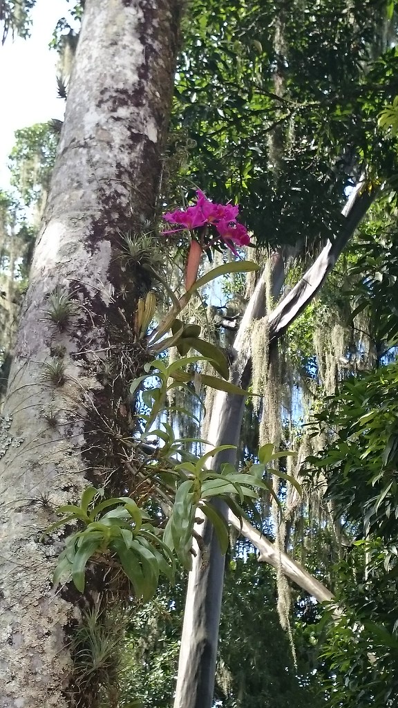 visiting Floralia orchids in niteroi Rio de Janeiro/Visit… Flickr