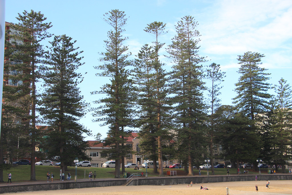 Norfolk Island Pines, Manly Cove Some of the tallest Norfo… Flickr