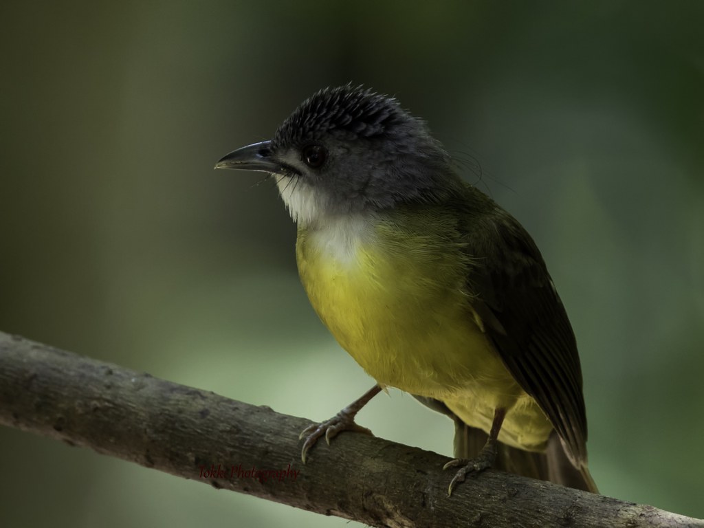Yellow bellied bulbul. Merbah perut kuning The yellow