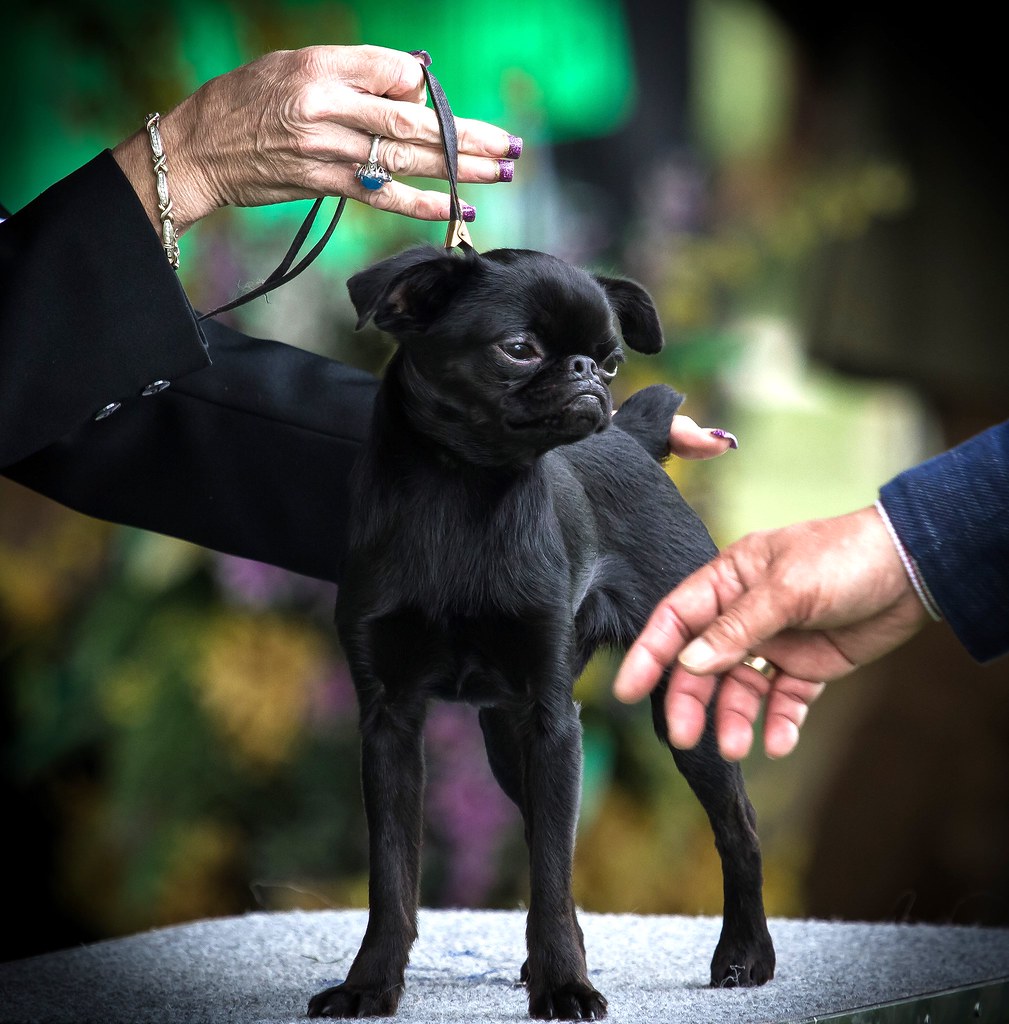 Brussels Griffon This is Kohl, one of our smooth Coat Brus… Flickr