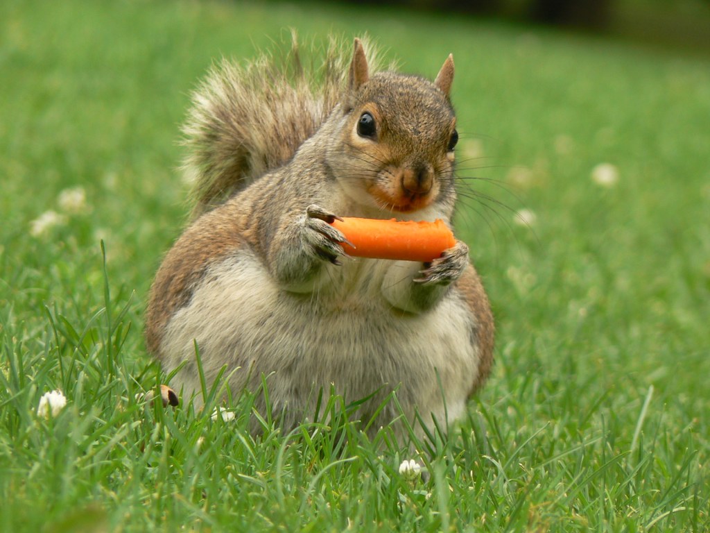 Squirrel lunching | This squirrel was munching on the carrot… | Flickr