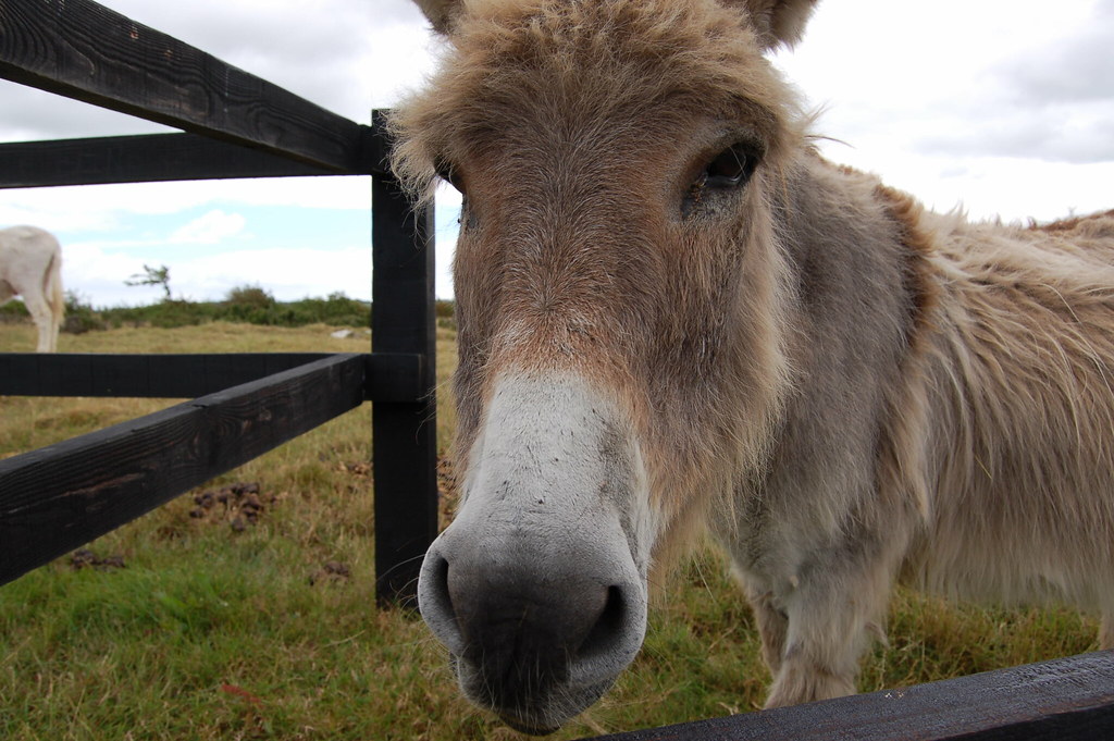 The Donkey Sanctuary near Liscarroll, Ireland. caitiehead Flickr