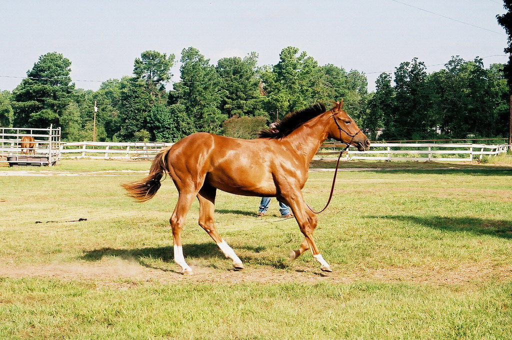 Rising Star Ranch Flickr