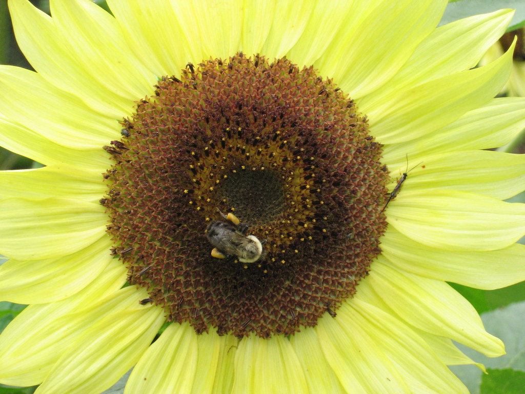 Bee & Sunflower The sunflowers attracted a lot of birds an… Flickr