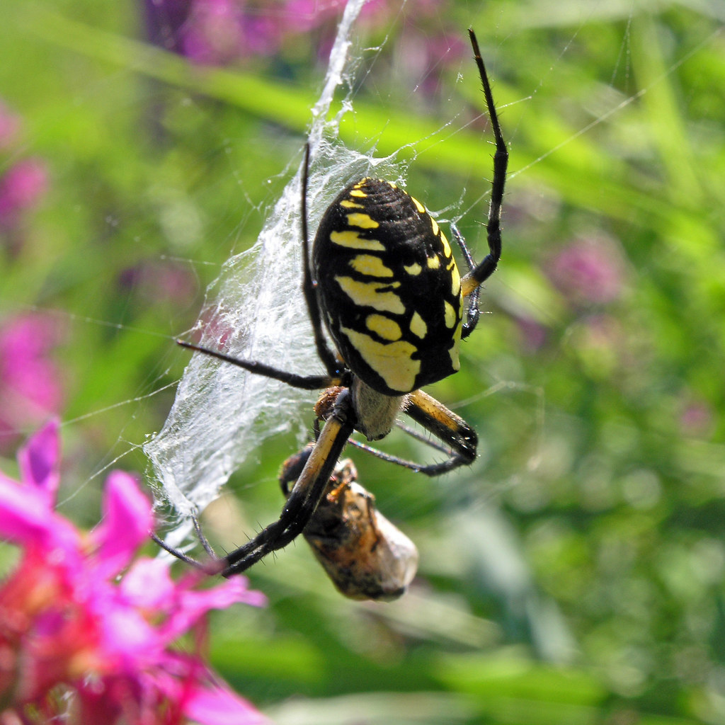 Black and Yellow Spider (Argiope aurantia) This huge garde… Flickr