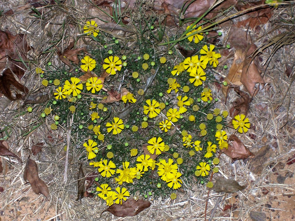 yellow flowers East Texas Woods & Waters Foundation Flickr