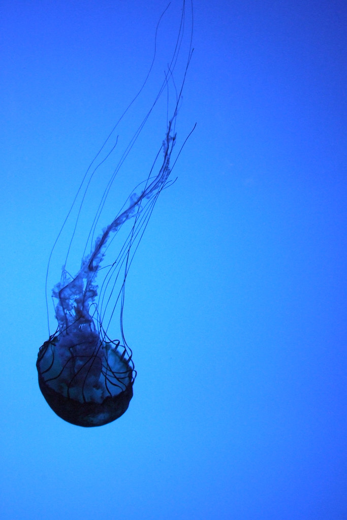 Jellyfish Shot in Boston's New England Aquarium Craig R Flickr