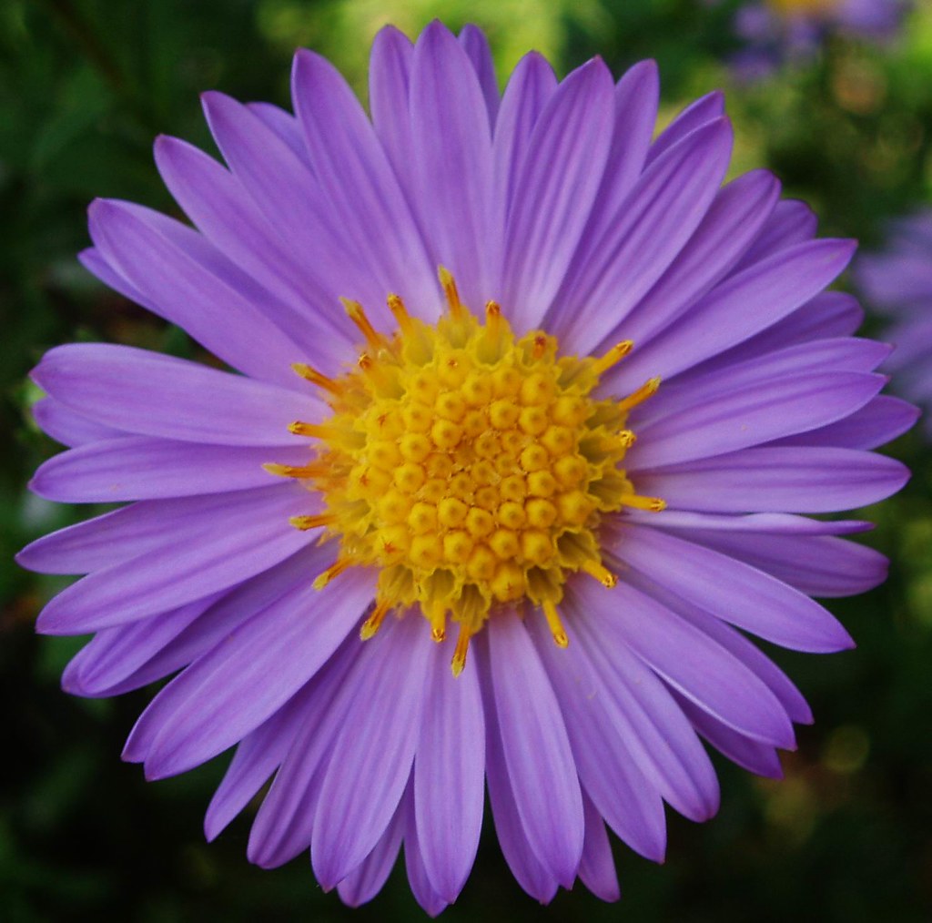 Purple petals, yellow centre... Astracea. Aster "Marcinek"… Flickr