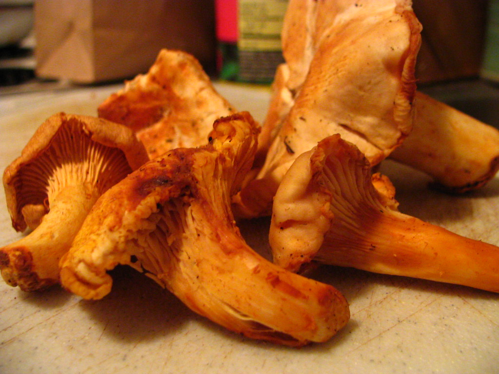 Oregon chanterelles Rudi Riet Flickr