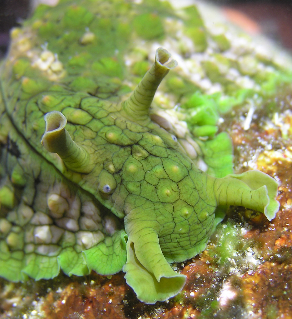 Green Sea Hare Was rockin' around in a rock pool James van den