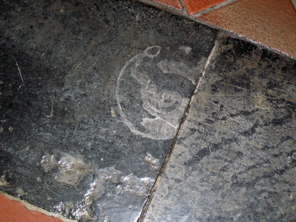 Maclurites magna (fossil gastropod) in limestone (Champlain Black Marble) (Crown Point Limestone