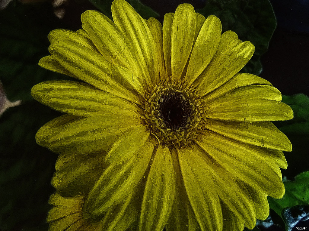 Gerbera KatzFfm Flickr
