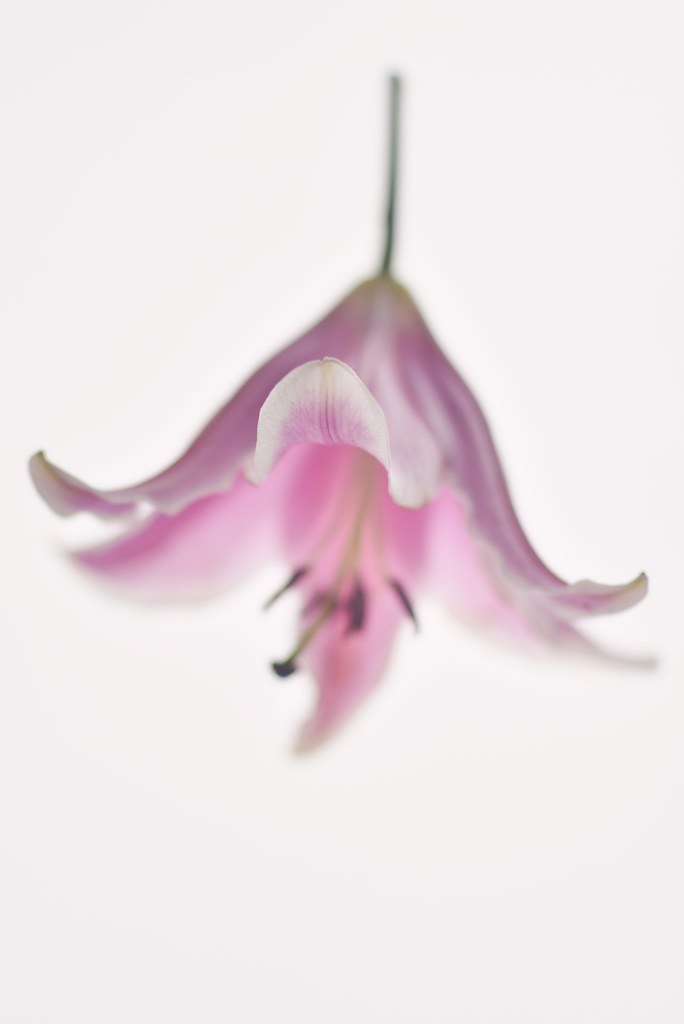 Falling Lily amanda hitchens Flickr