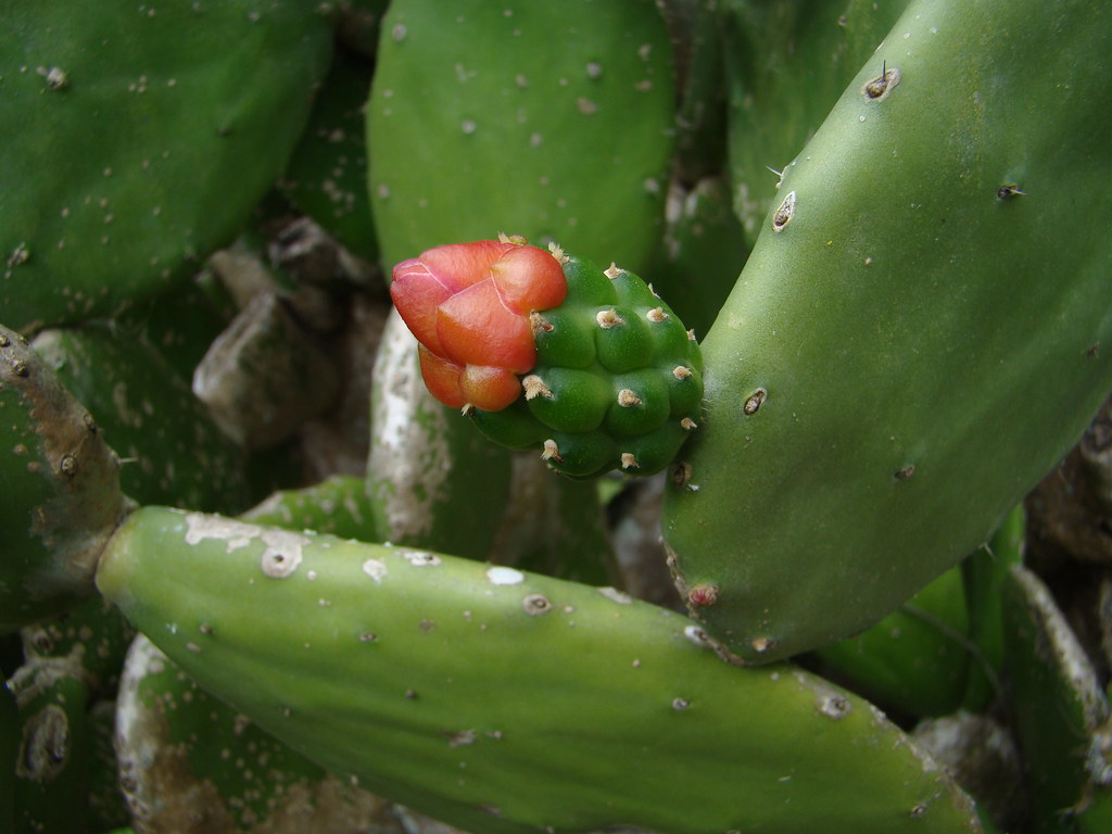 Tuna del nopal Chiapa Alfonso Suarez Velazquez Flickr