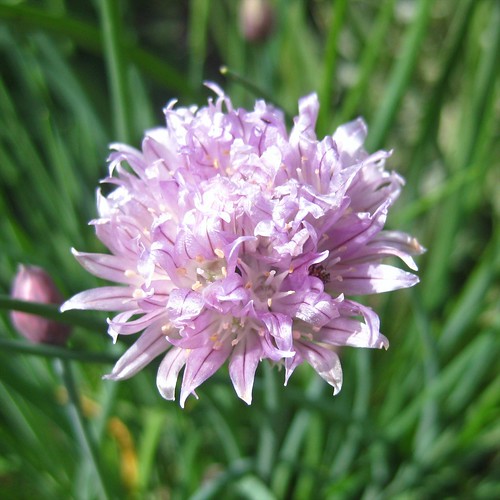 Chives flower Neefer Duir Flickr