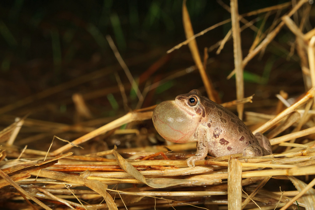 Illinois Chorus Frog, Male Clay County, Arkansas, USA Flickr