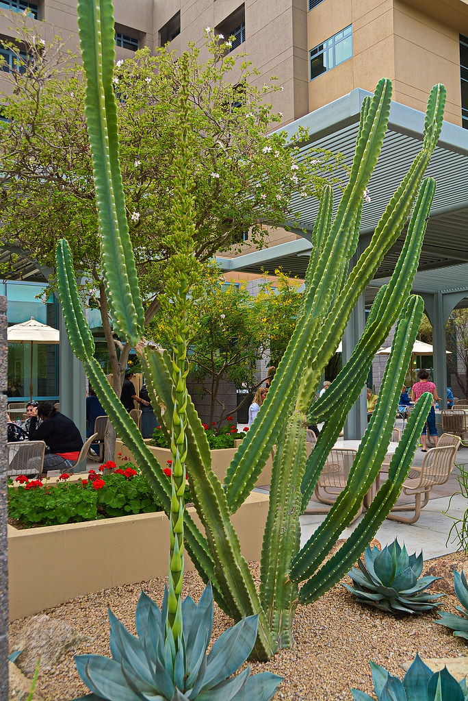 Cactus Flowers Phoenix, AZ. Ky Nguyen Flickr