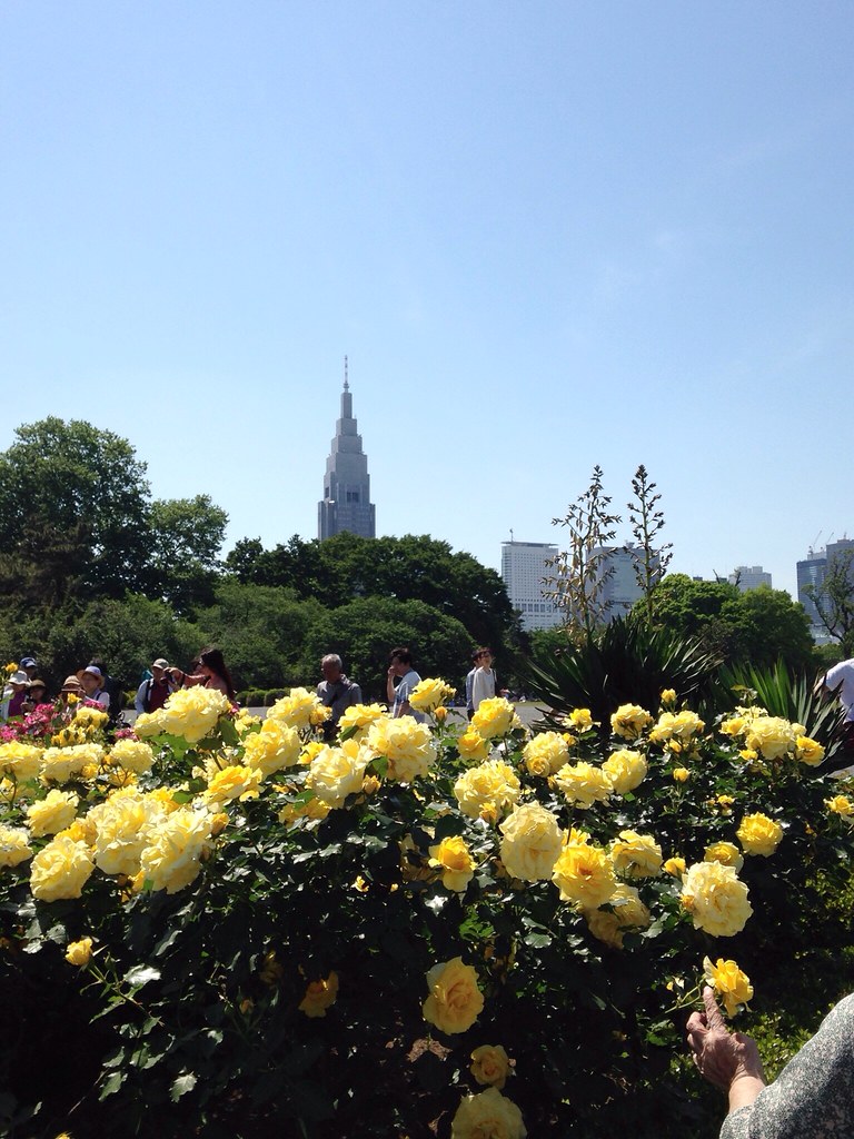Yellow Roses Shinjuku Gyoen, Tokyo mamingu Flickr