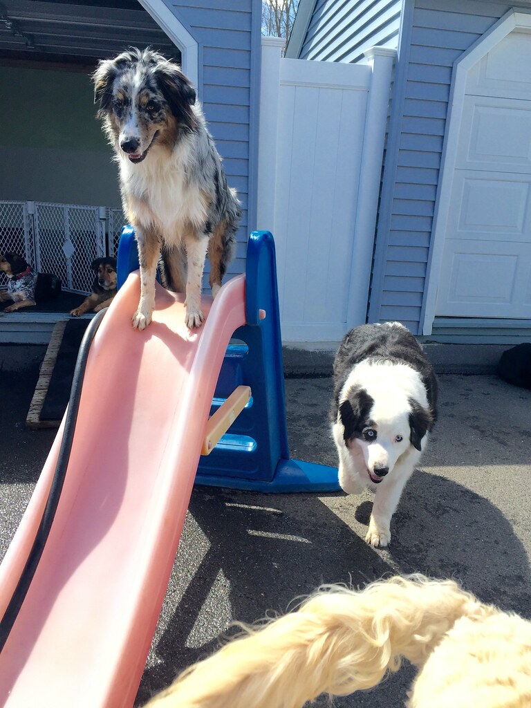 IMG_4289 Paw Play Dog Daycare Flickr