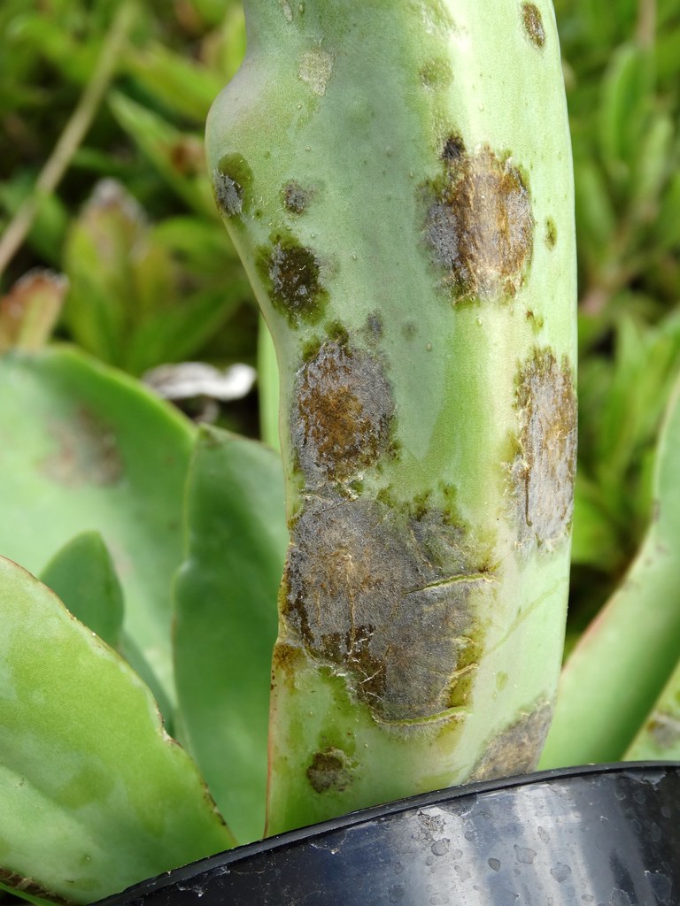 Echeveria sp. Powdery mildew Pathogen Erysiphe sedi Flickr