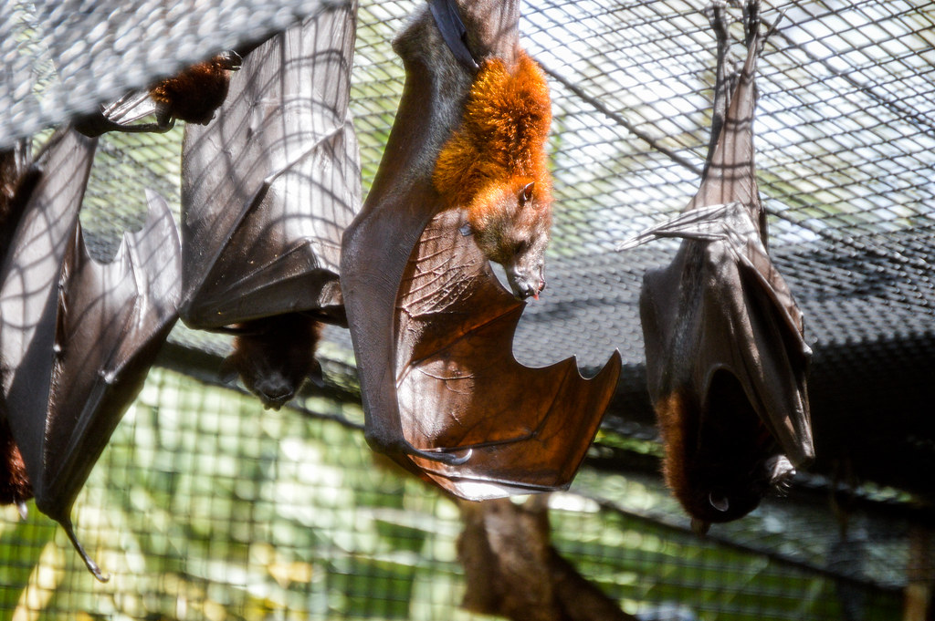 Snooze Ray Nelson Flickr