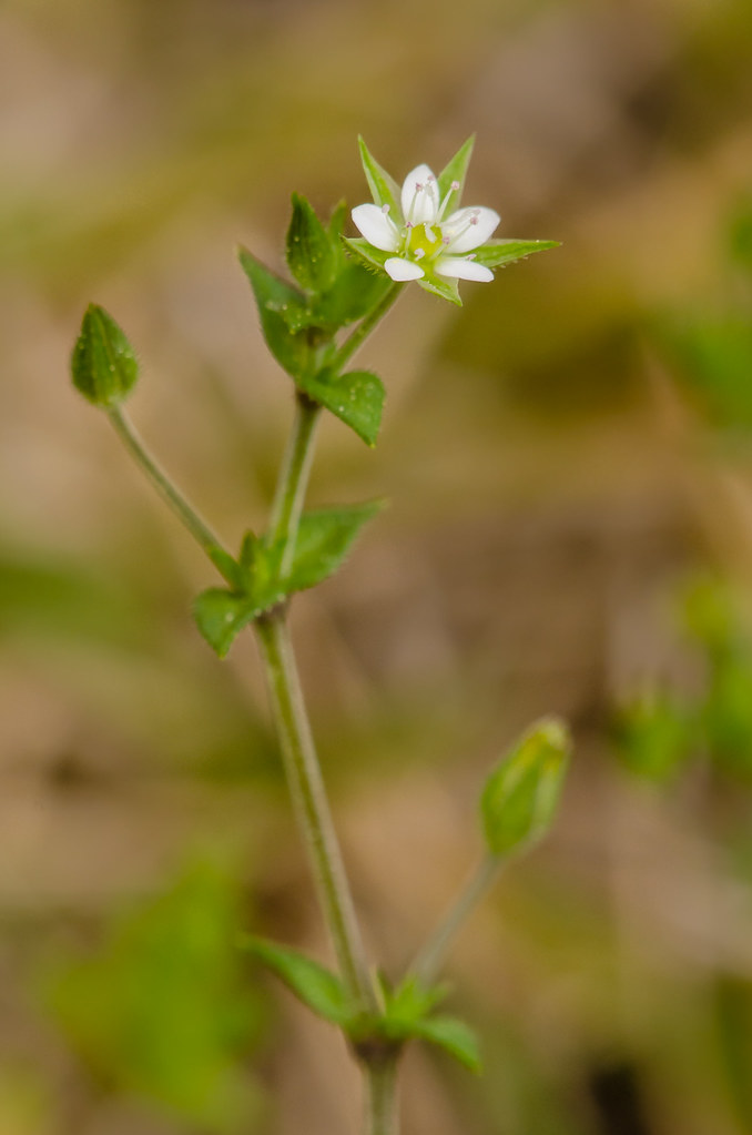 Arenaria serpyllifolia (Large thymeleaved sandwort) Flickr