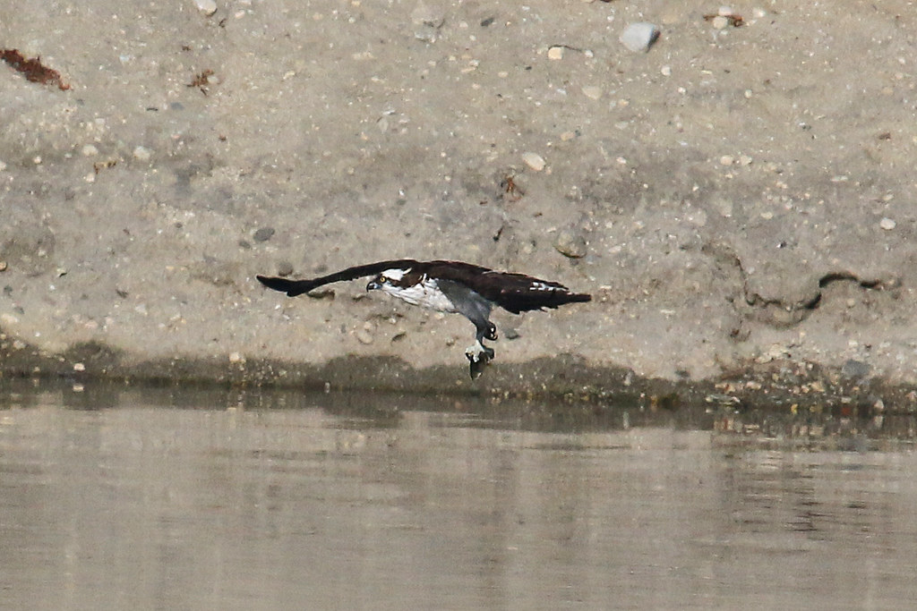 Osprey with fish at Peck Road IMG_7715 cheungdavid_05 Flickr