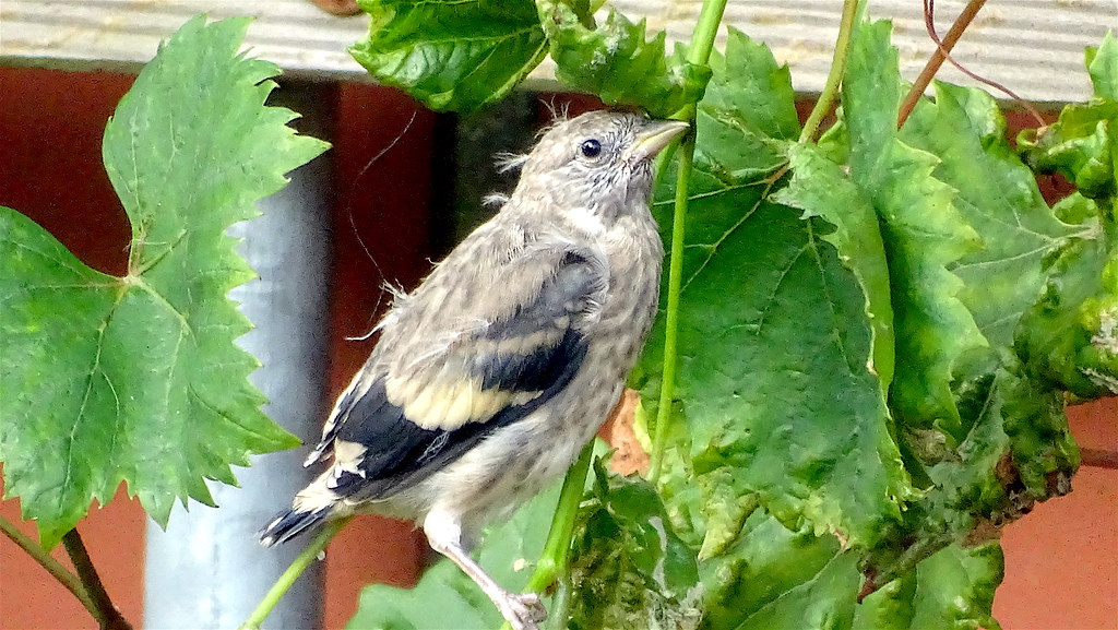 Stieglitz Jungvogel , NGID1599048911 naturgucker.de / Flickr