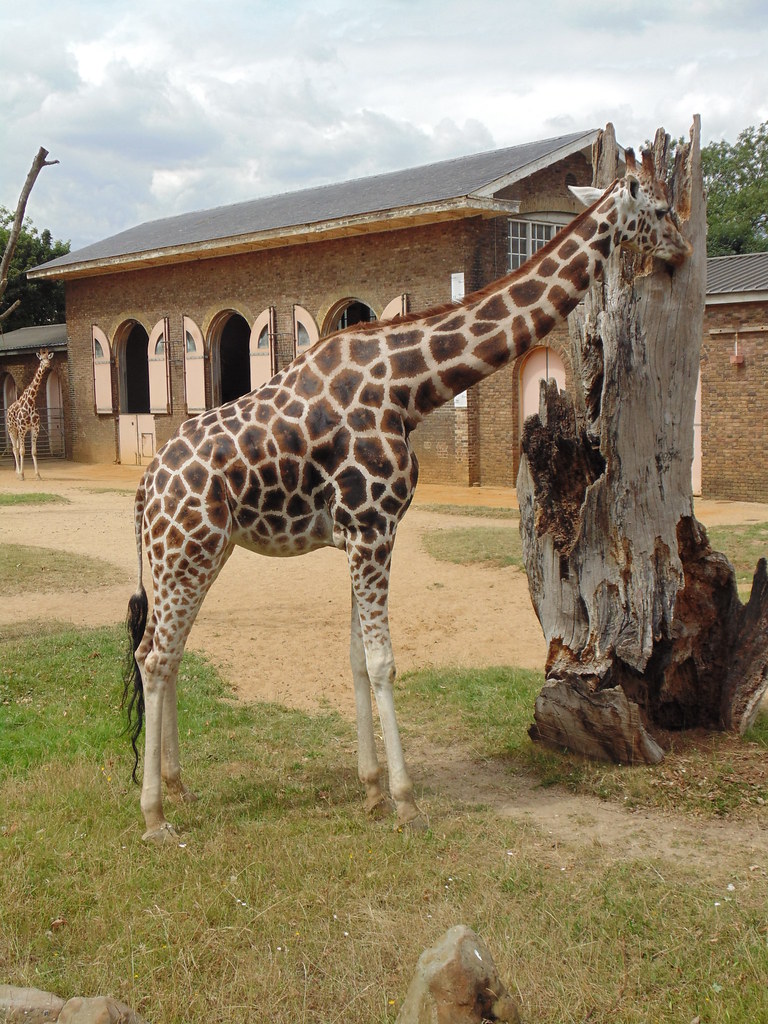 Giraffes at London Zoo Karen Flickr