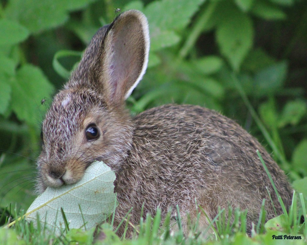 Snowshoe Hare eating while being eaten Patti Petersen Flickr