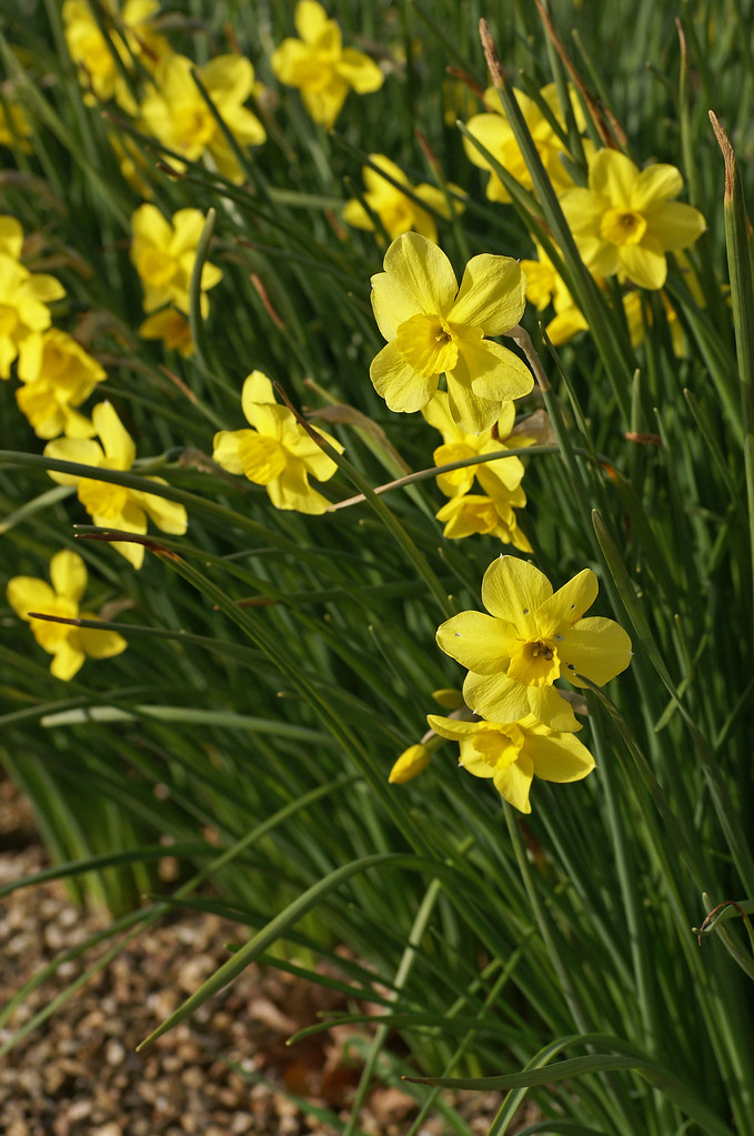 Narzisse, Duft / daffodil (Narcissus x odorus) Diese beza… Flickr