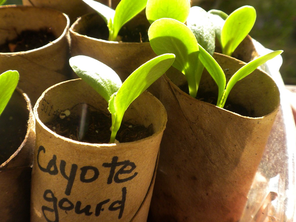 Coyote gourd homemade "peatpots"... Cucurbita foetidissi… Flickr