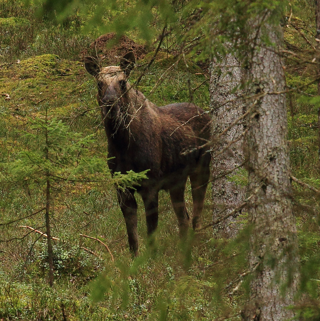 moose near our house Ole Nielsen Flickr