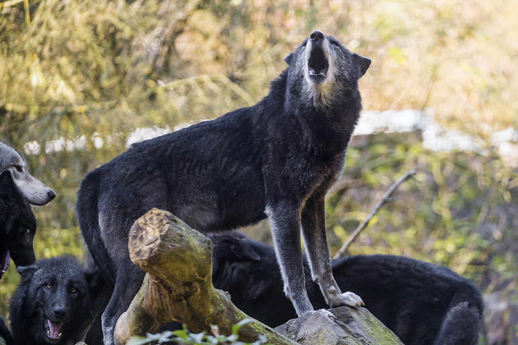 Howling black wolf We also could take some good pictures o… Flickr