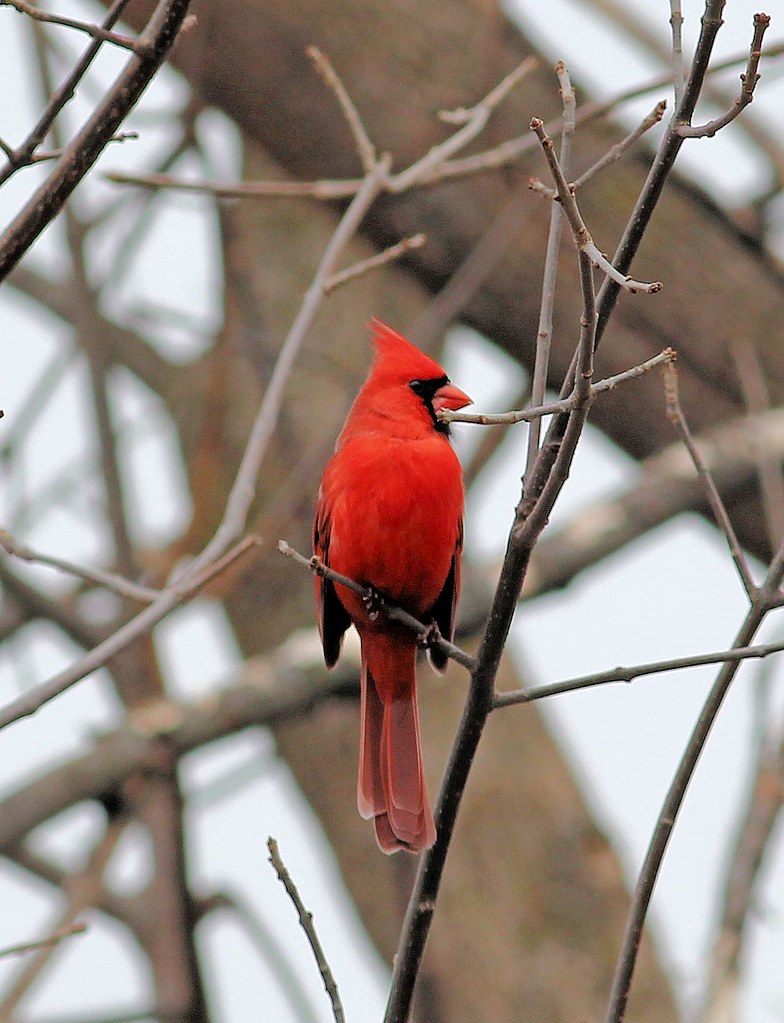 Male Northern Cardinal Sarnia, Ontario, Canada Canatara … Flickr